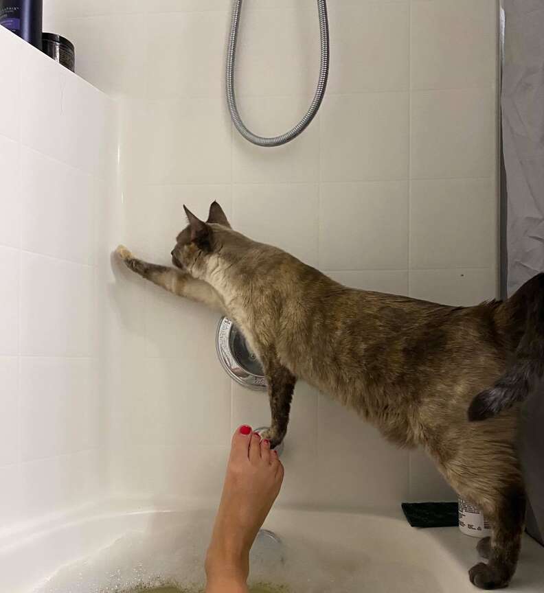 Cat Climbs Microwave And Gets Stuck The Dodo