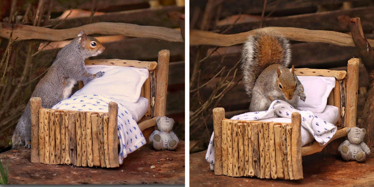 Woman Makes An Adorably Tiny Bed For Squirrels In Her Garden The Dodo