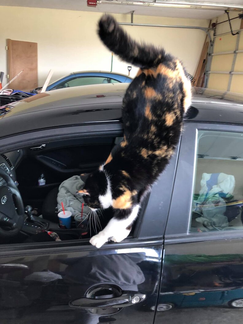 Cat Gets Stuck In Woman's Garage The Dodo