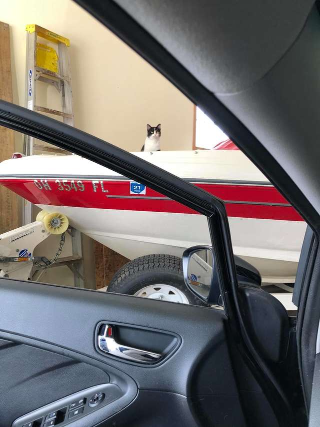 Cat Gets Stuck In Woman's Garage The Dodo
