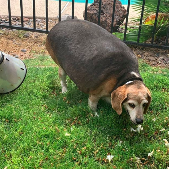 Family Helps 100Pound Beagle On His Weight Loss Journey The Dodo