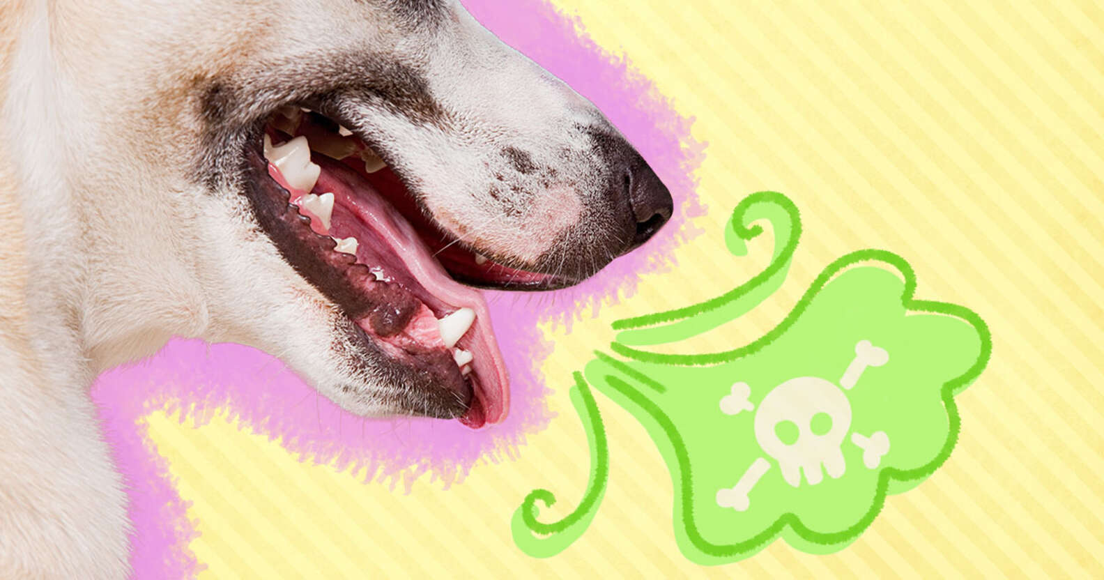 Does Your Dog Have Bad Breath? Here Are Seven Ways To Help Him The Dodo