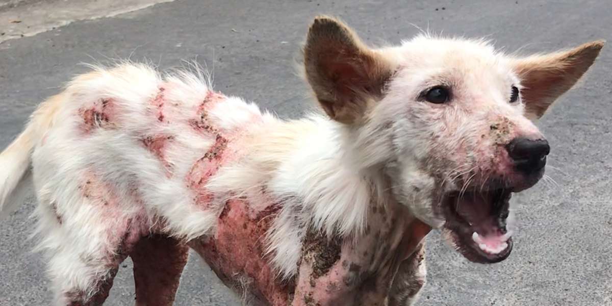 Sick Street Dog Can't Stop Wagging Her Tail Videos The Dodo