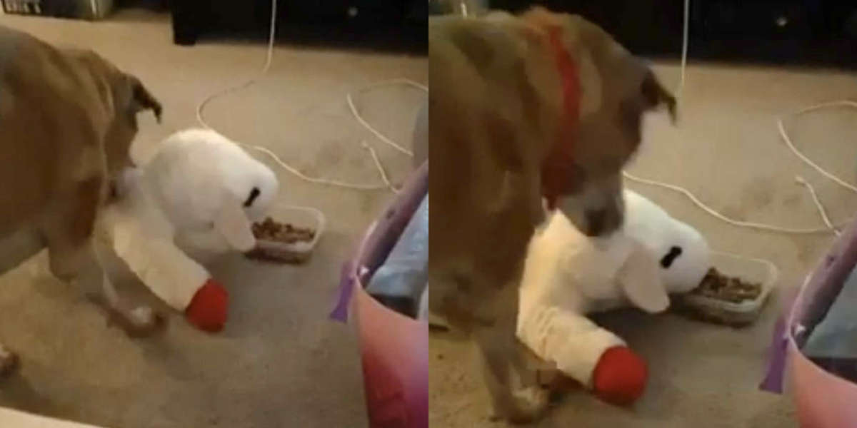 Dog Shares His Food With His Toys The Dodo