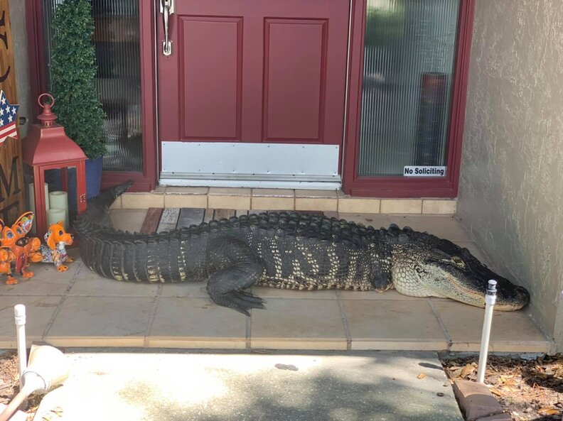 Tampa Family Finds Alligator On Their Doorstep The Dodo