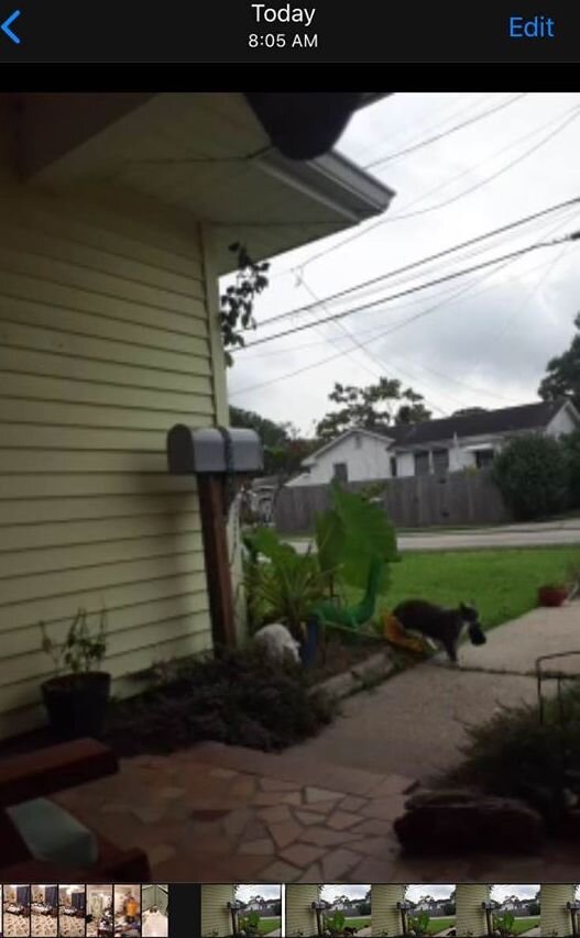 Thieving Cat Won't Stop Stealing Neighbor's Laundry The Dodo