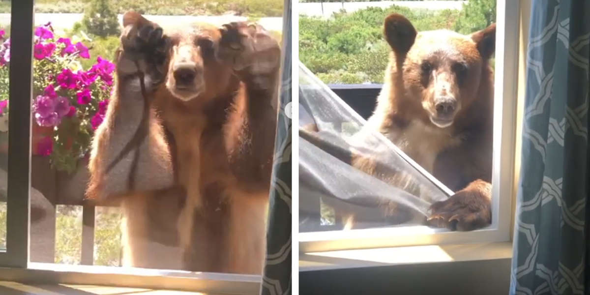 Bear Visiting House Can't Understand Why He's Not Allowed Inside The Dodo
