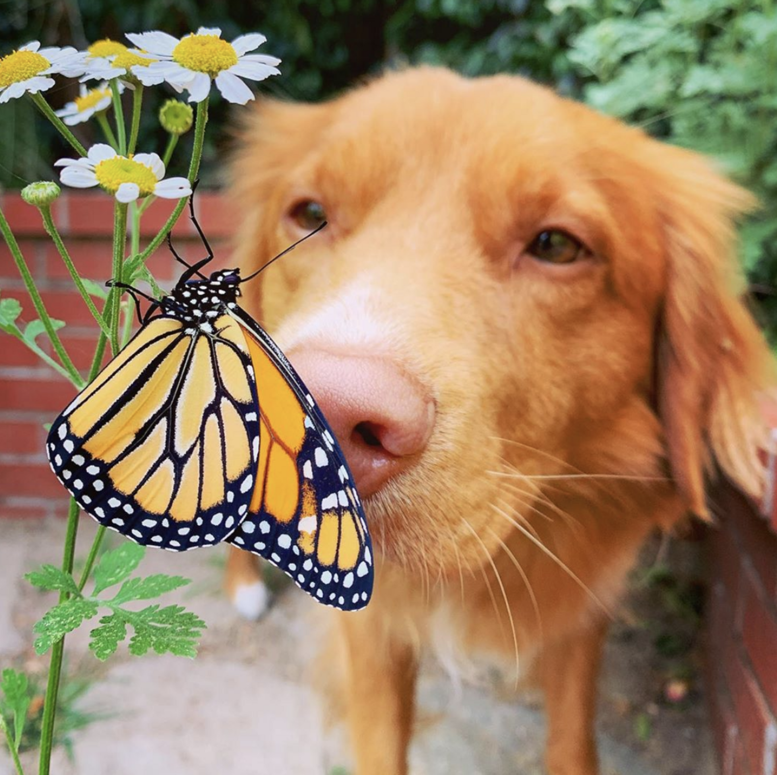Dog Is Friends With Butterflies In His Garden The Dodo
