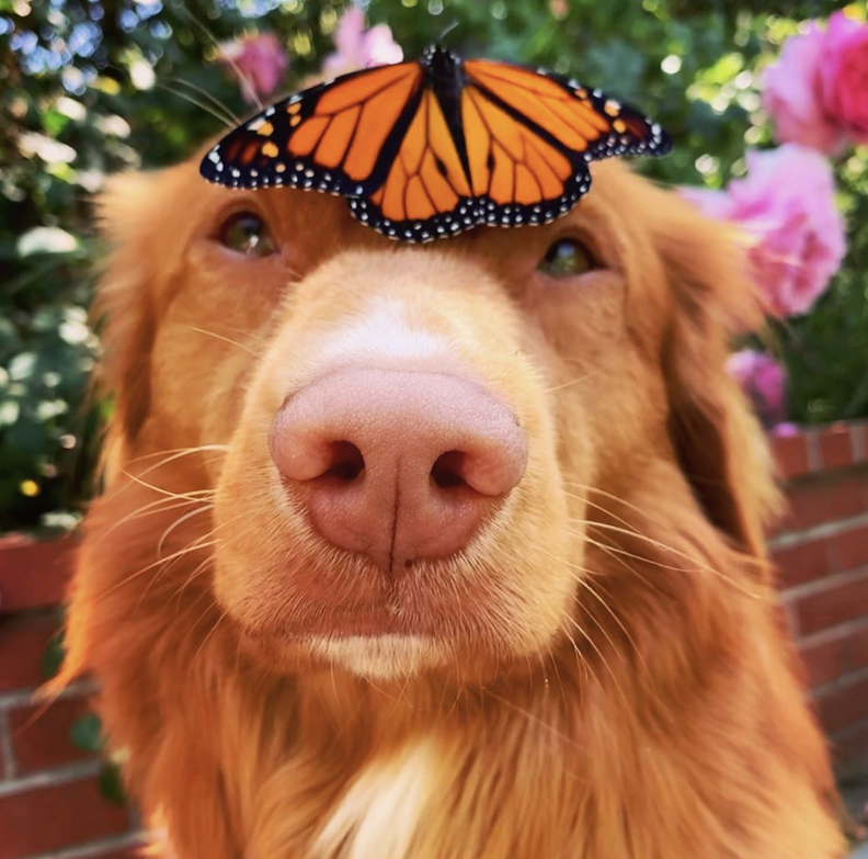Dog Is Friends With Butterflies In His Garden The Dodo