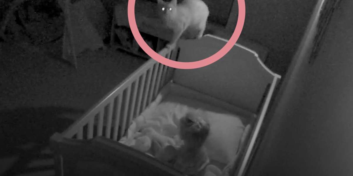 Rescue Cat Sneaks Into His Sister's Crib At Night Videos The Dodo