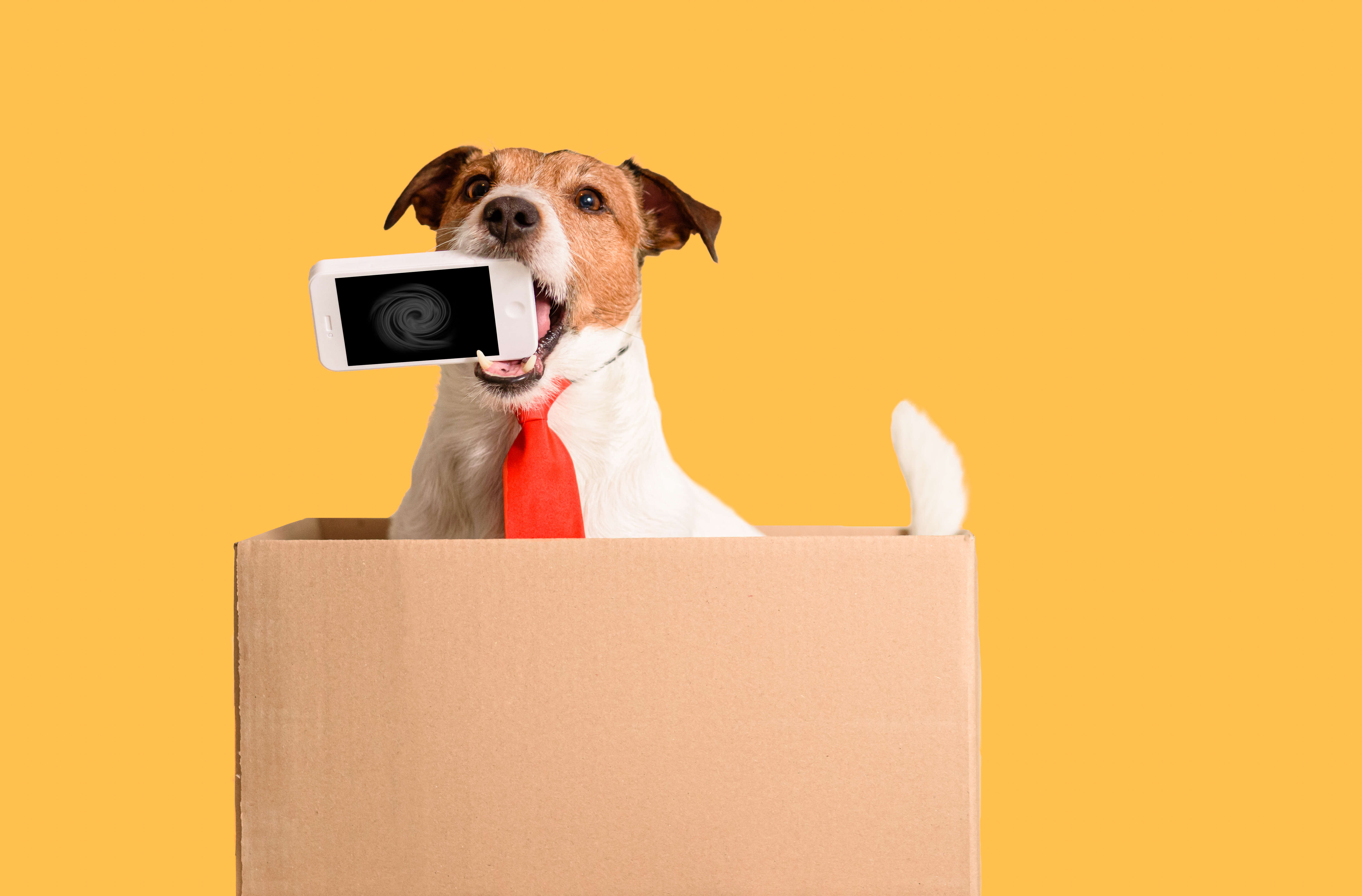 How To Keep Dog Busy In Public