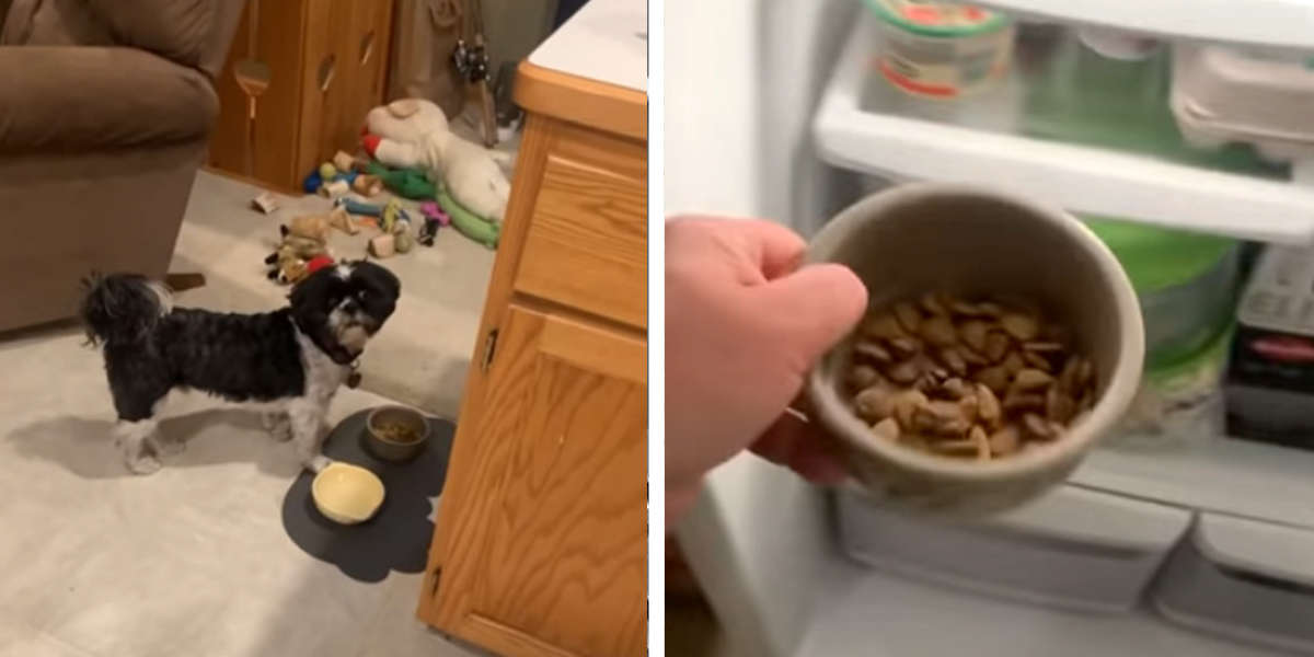 Guy Uses Simple Trick To Make His Dog's Food Much More Appetizing The
