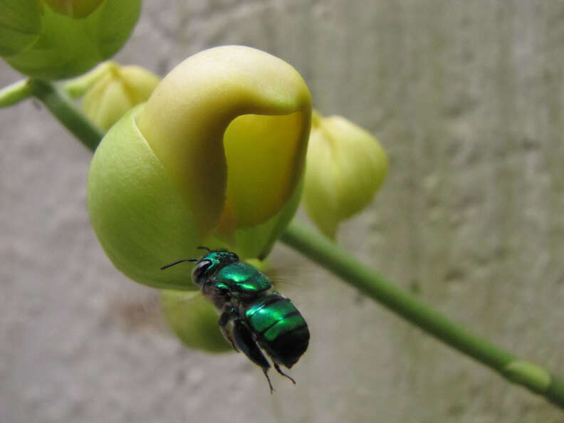 Emerald Green Bees Exist And They Are So Mesmerizing The Dodo