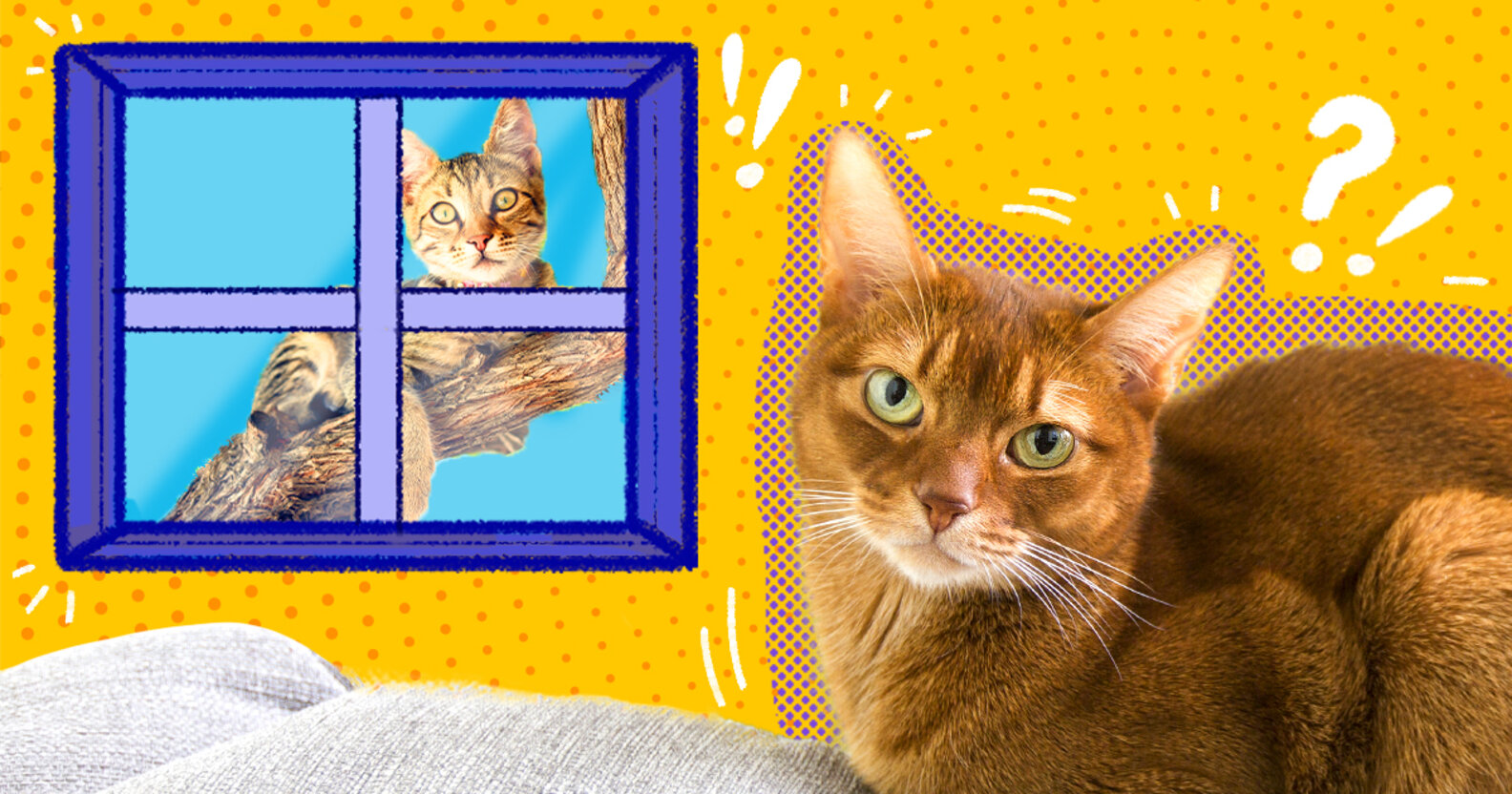 Indoor Vs Outdoor Cats Which Lifestyle Is Safer for Your Cat