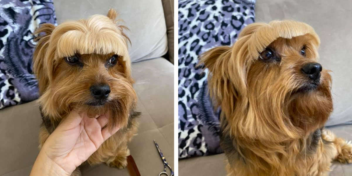 WellMeaning Mom Decides To Try Cutting Dog's Hair Herself The Dodo
