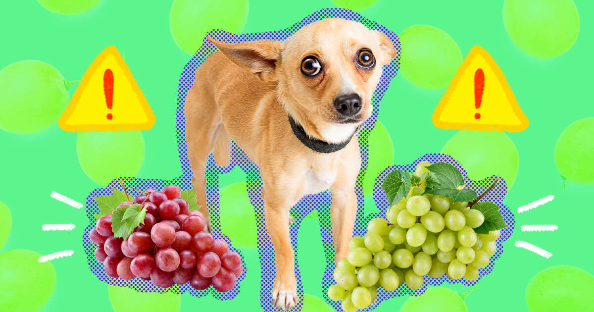Are Dogs Not Supposed To Eat Grapes