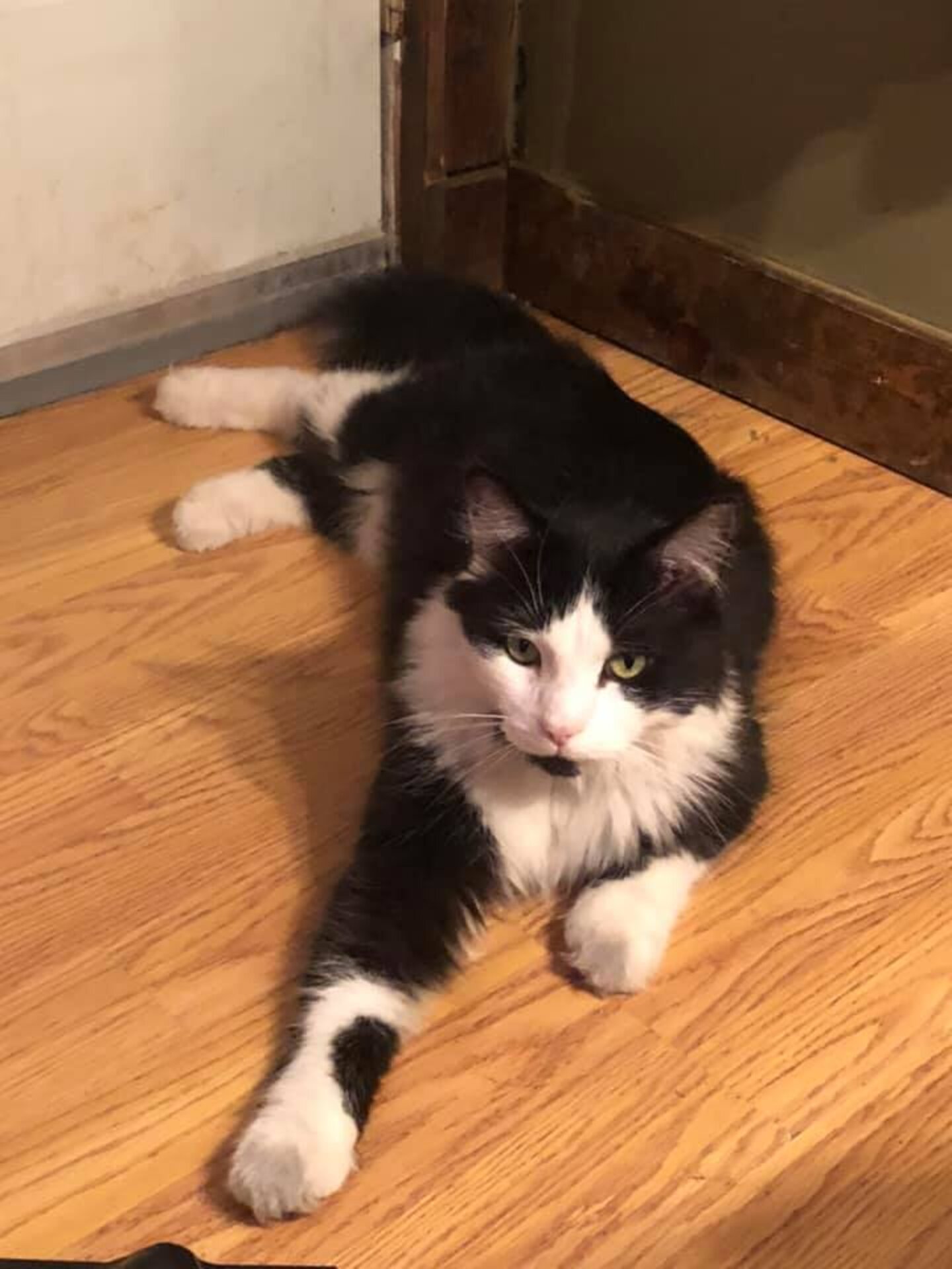 Cat Steals Shoes From All Around His Neighborhood The Dodo