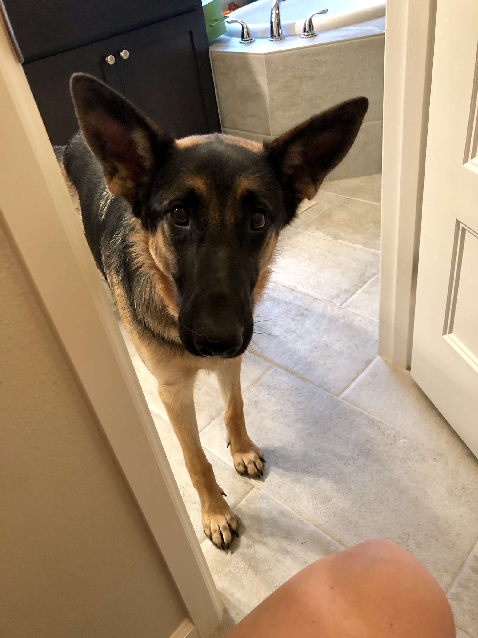 Loyal Dog Waits At The Door For Her Dad To Get Back From The Hospital