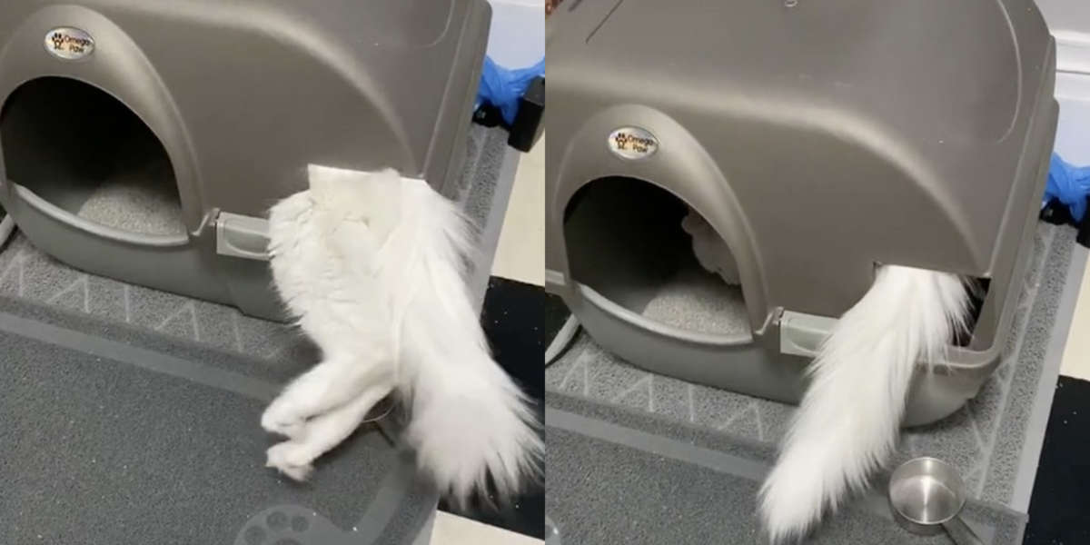 Cat How To Use Litter Box The Dodo