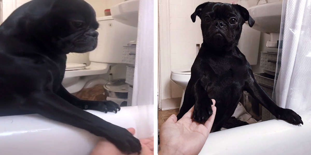Dog Who Hates Baths Comforts His Mom Whenever It's Her Turn The Dodo