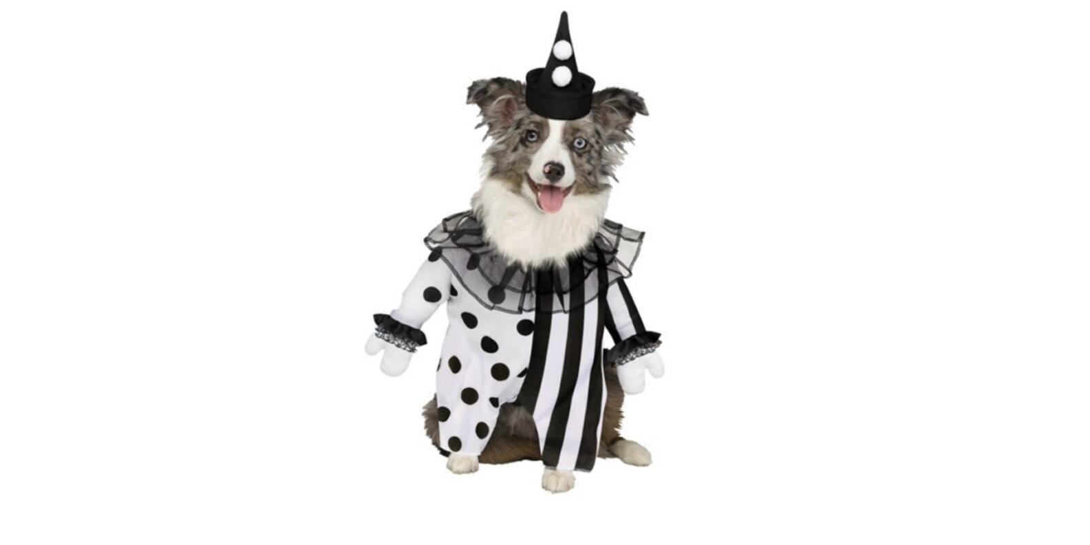 13 Of The Scariest Dog Halloween Costumes The Dodo