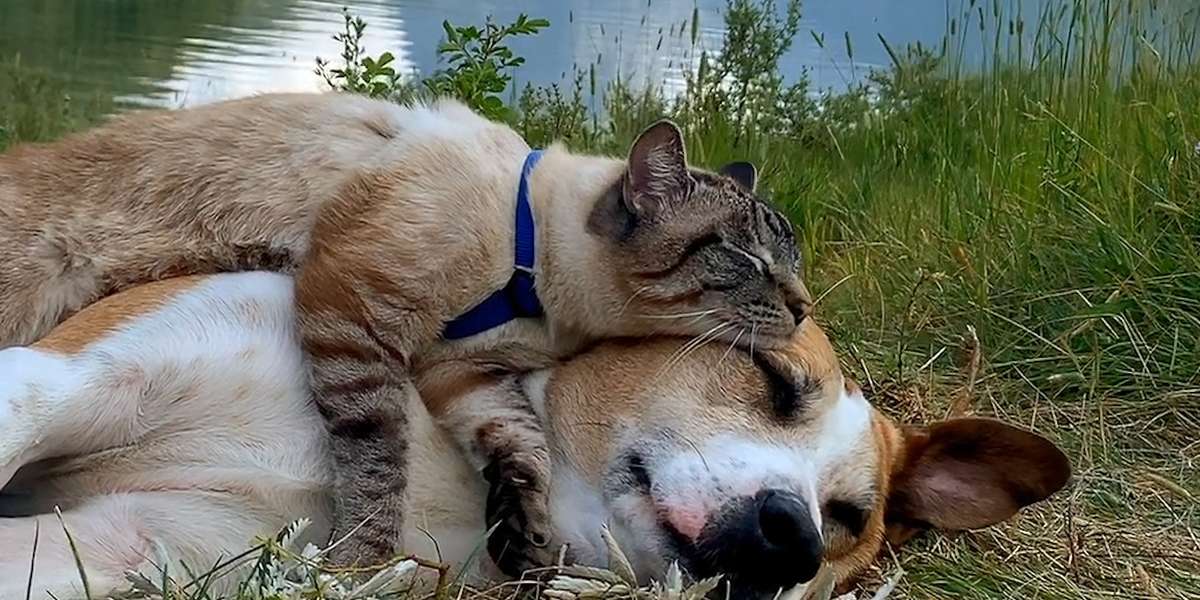 Dog Lets Cat Brother Ride On Him When They Go Hiking Videos The Dodo