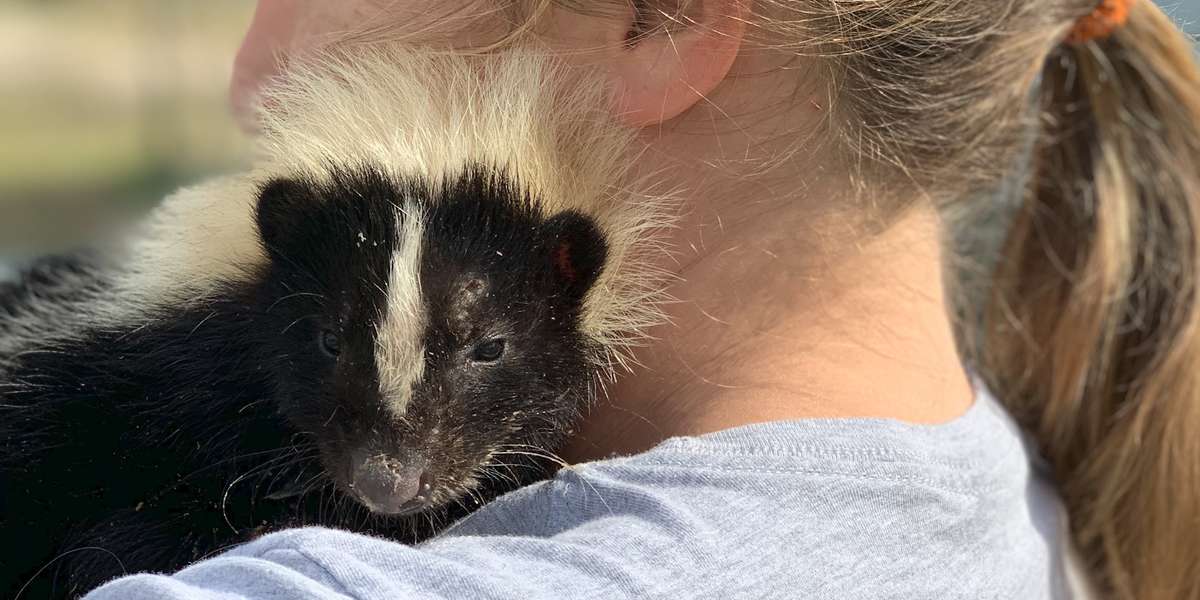Woman Takes In Injured Little Skunk And Raises Him As Her Baby Videos