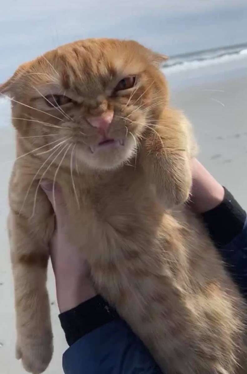 Cat Goes To Beach And Has Strong Opinions About The Wind The Dodo