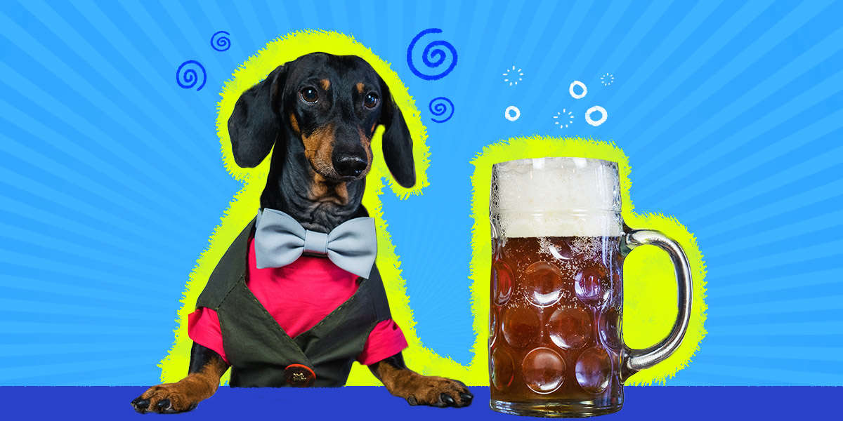 Can Dogs Drink Alcohol? DodoWell The Dodo