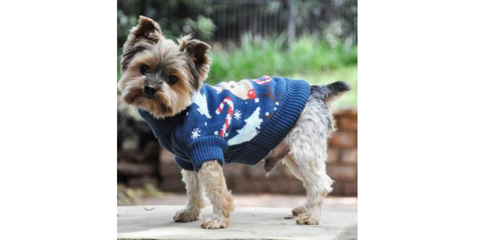 The Best Ugly Christmas Sweaters For Your Dog DodoWell The Dodo