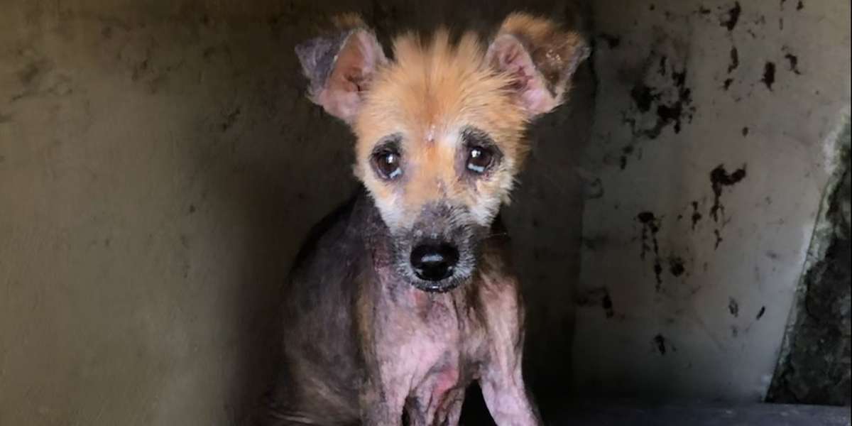Abandoned Naked Dog Is So Fluffy Now Videos The Dodo