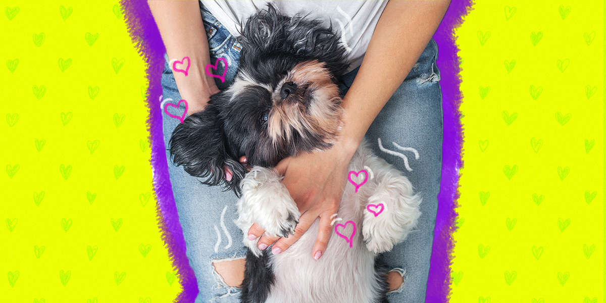 8 Ways To Show Your Dog You Love Him DodoWell The Dodo