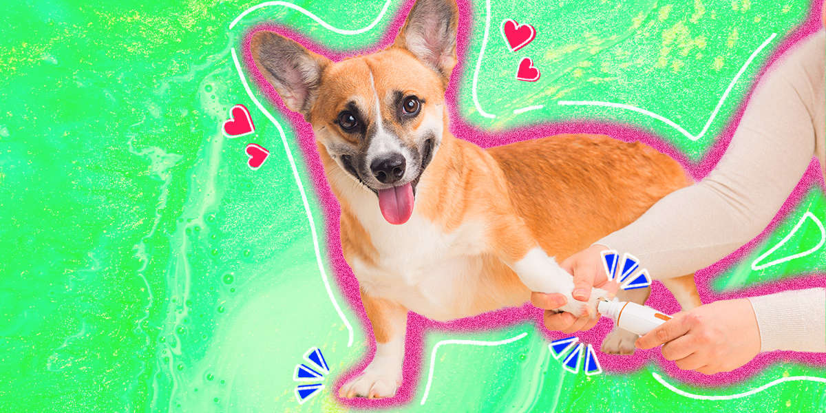 Dog Nail Trimming Guide How To Cut Your Dog’s Nails Safely DodoWell