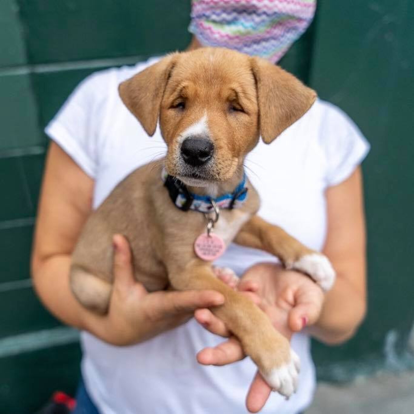 Stray Puppy Was Born With The Cutest Squint The Dodo