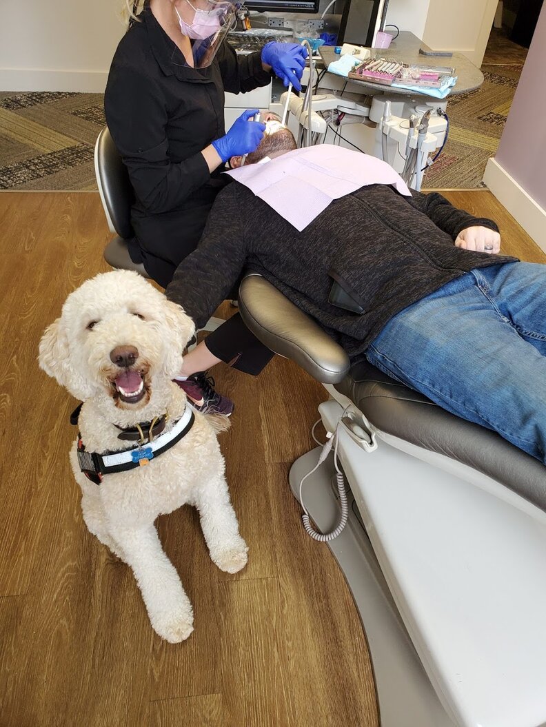 Dentist's Therapy Dog Is So Proud When He Does A Good Job The Dodo