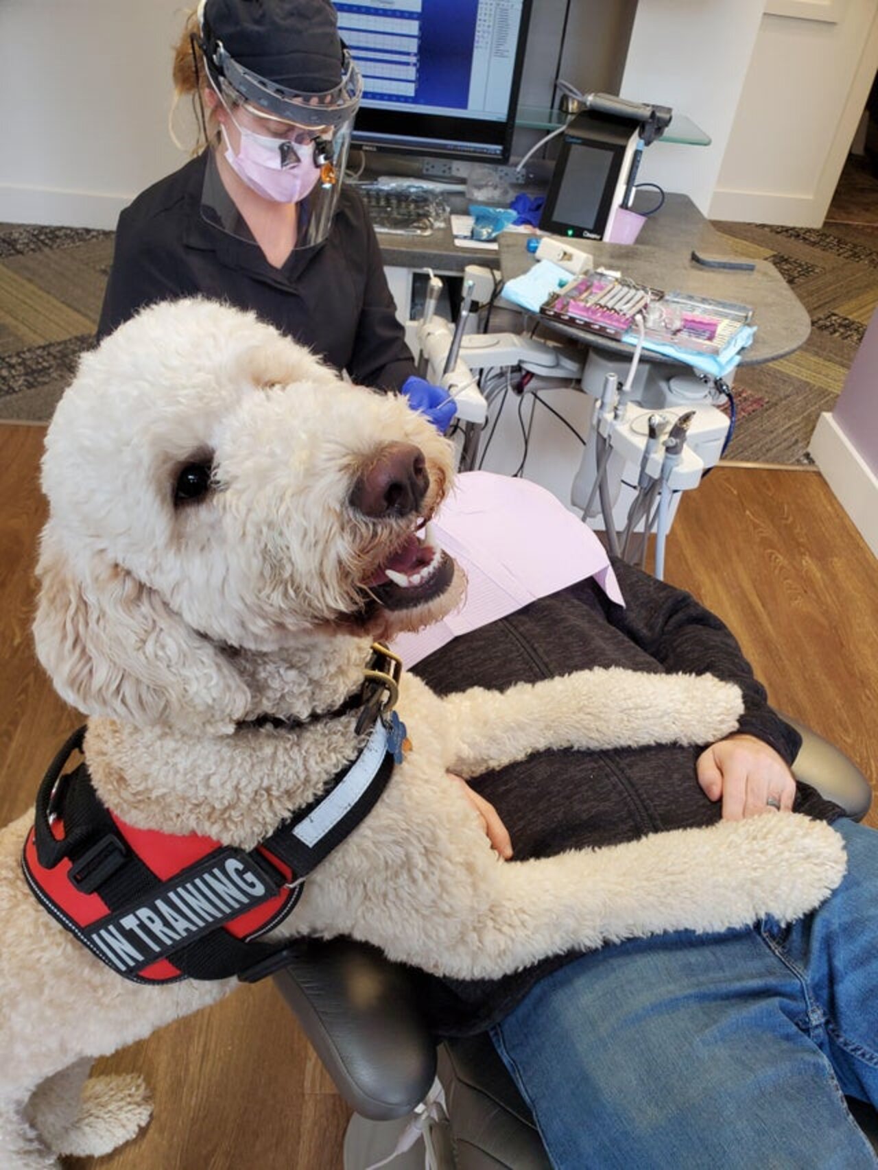 Dentist's Therapy Dog Is So Proud When He Does A Good Job The Dodo