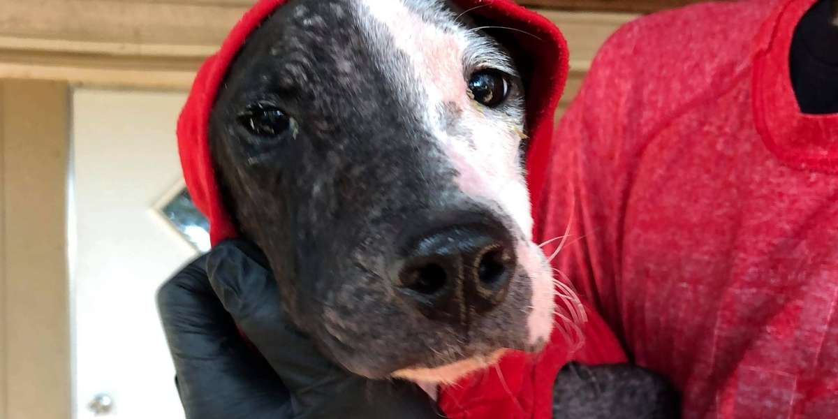 Puppy Found On Train Tracks Learns How To Spoon Videos The Dodo