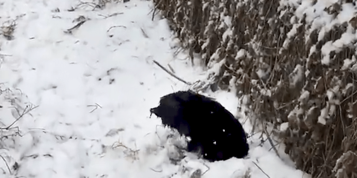 Stray Dog Shivering In The Snow Is So Happy After A Warm Bath Videos