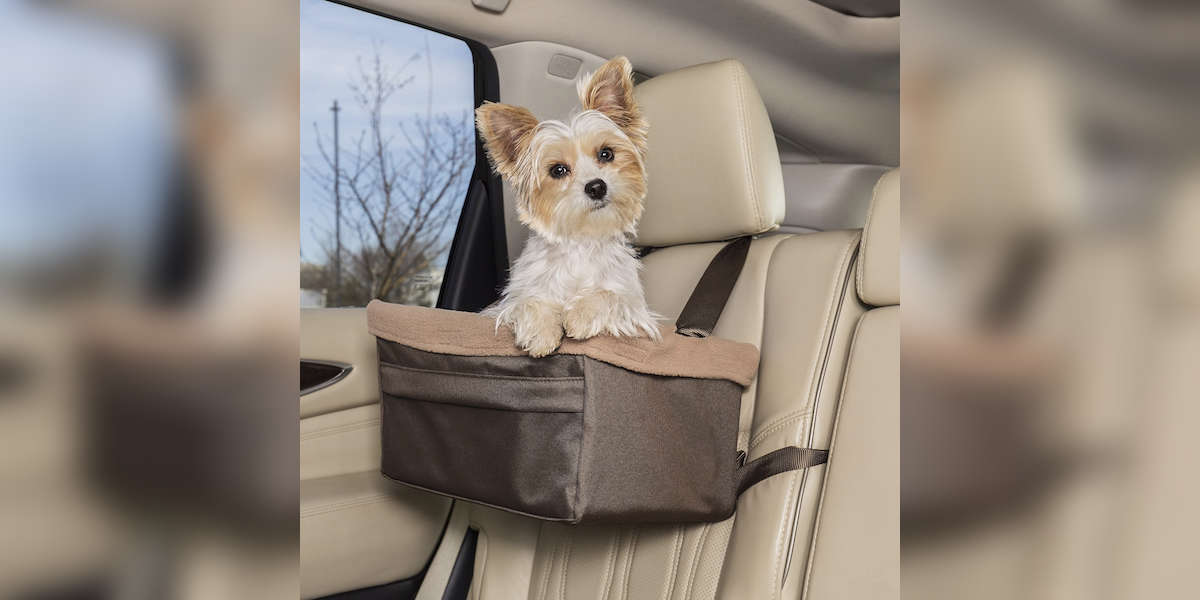 Does My Dog Need A Car Seat? DodoWell The Dodo