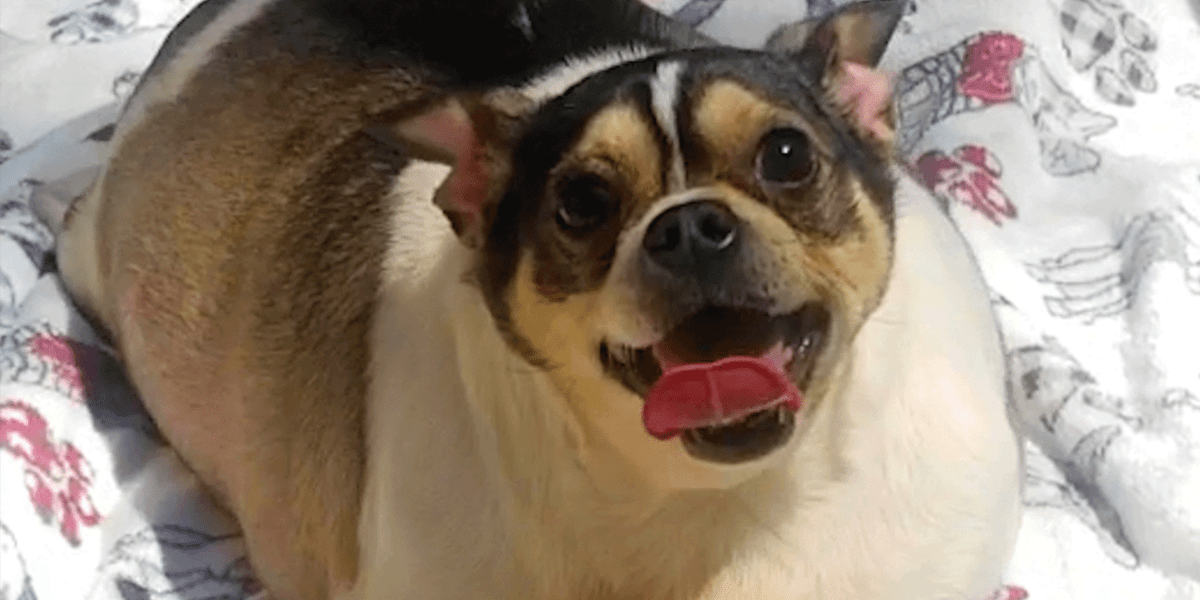 Chunky Chihuahua Loses Half His Body Weight Videos The Dodo