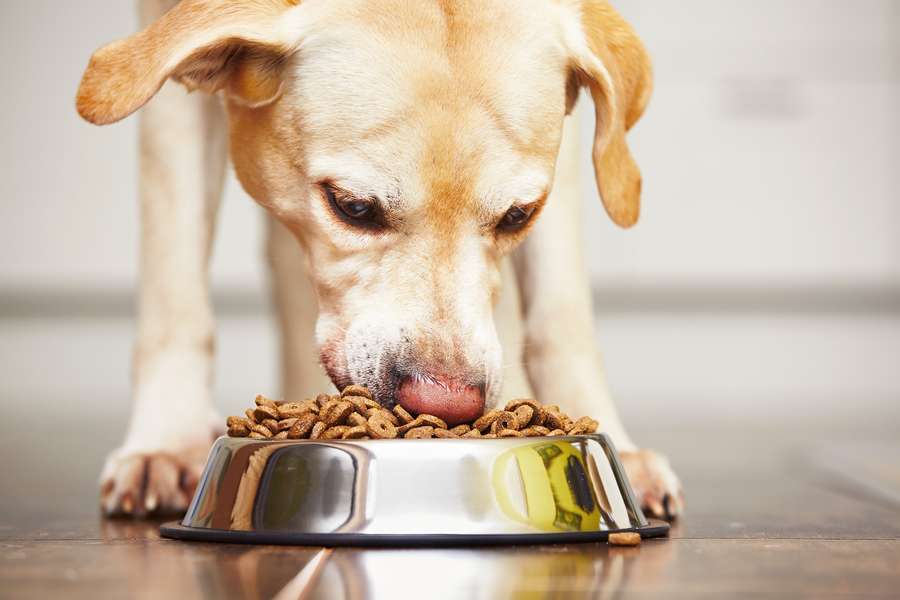 Sportmix Dog Food Recall 28 Dogs Have Died From Eating Recalled Food