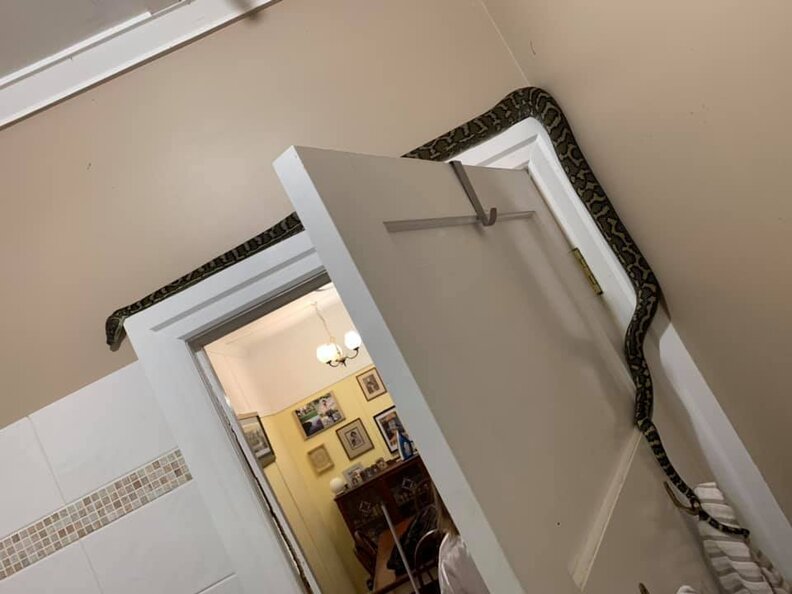 Snake Hides In Family's Bathroom The Dodo