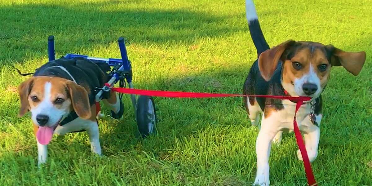 Beagle Brothers BFFs In The Sweetest Way Videos The Dodo