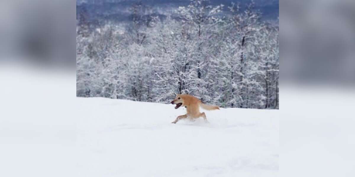 Why Does My Dog Put Her Face In The Snow