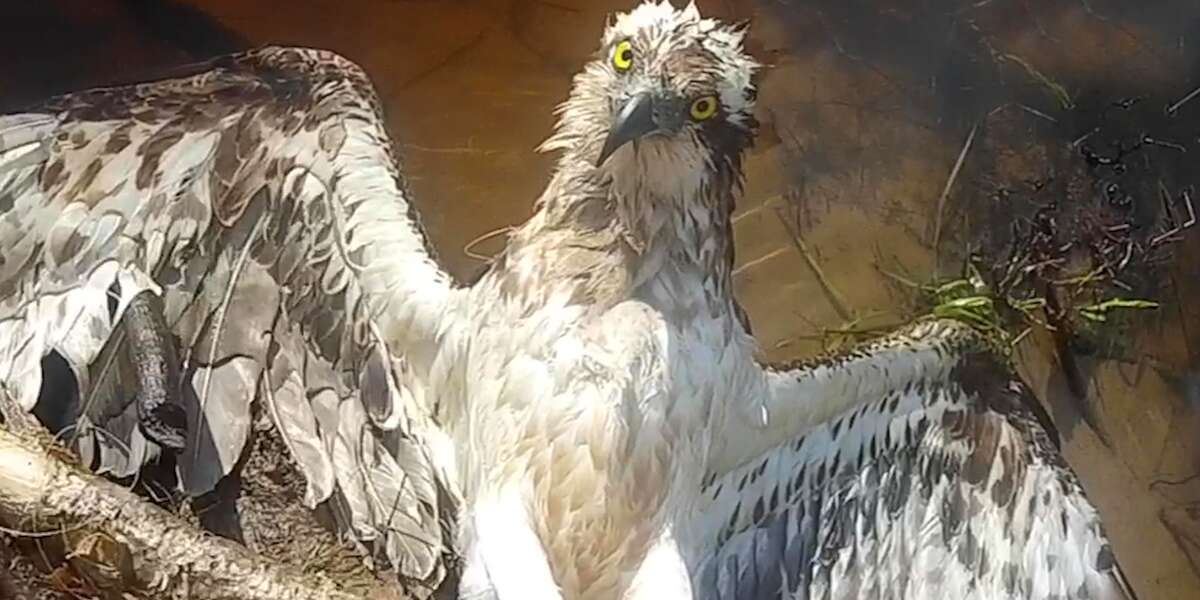 Brave Hawk Waits While Someone Sets Him Free Videos The Dodo