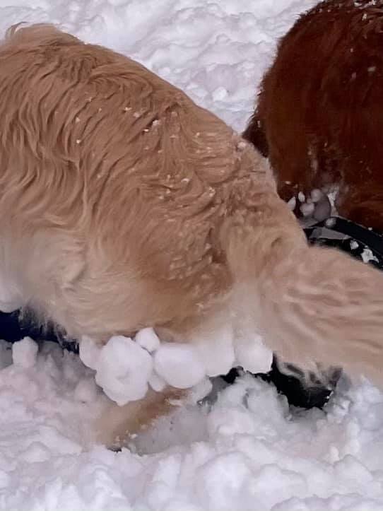 Dogs Play In Snow And End Up Covered In Snowballs The Dodo