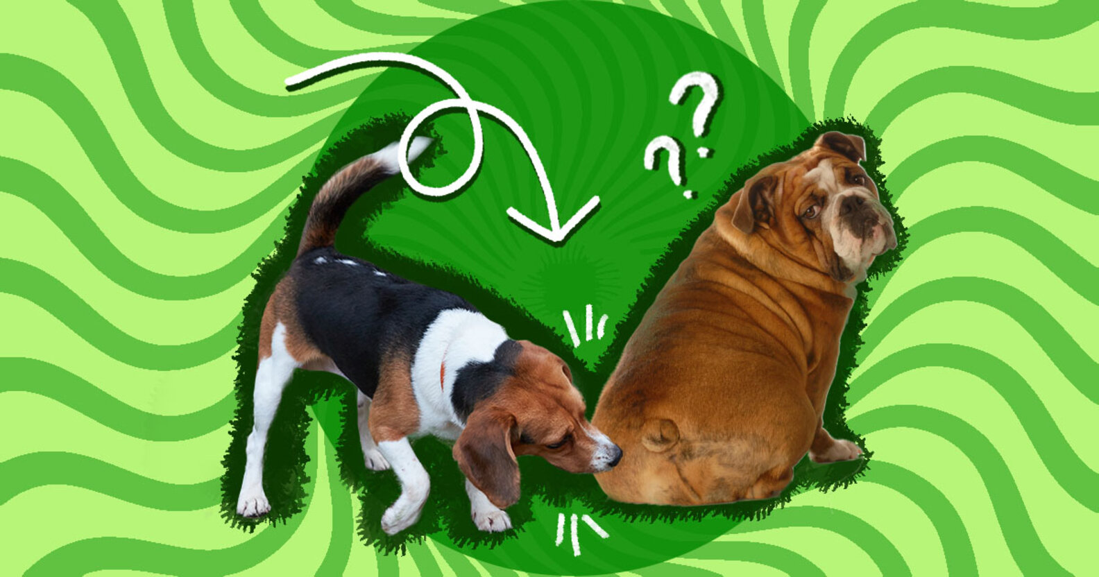 Why Do Dogs Smell Each Other’s Butts? DodoWell The Dodo