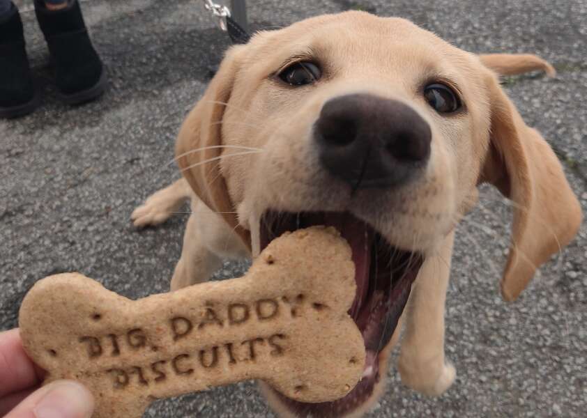 Big Daddy Biscuits Marietta, GA Thrillist