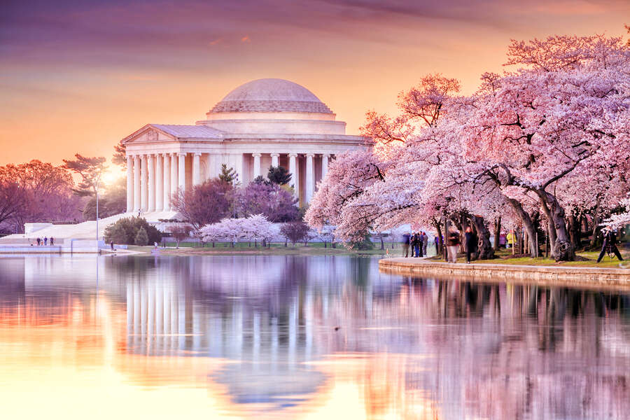Cherry Blossom Festival DC 2021 When to Expect Peak Bloom This Year