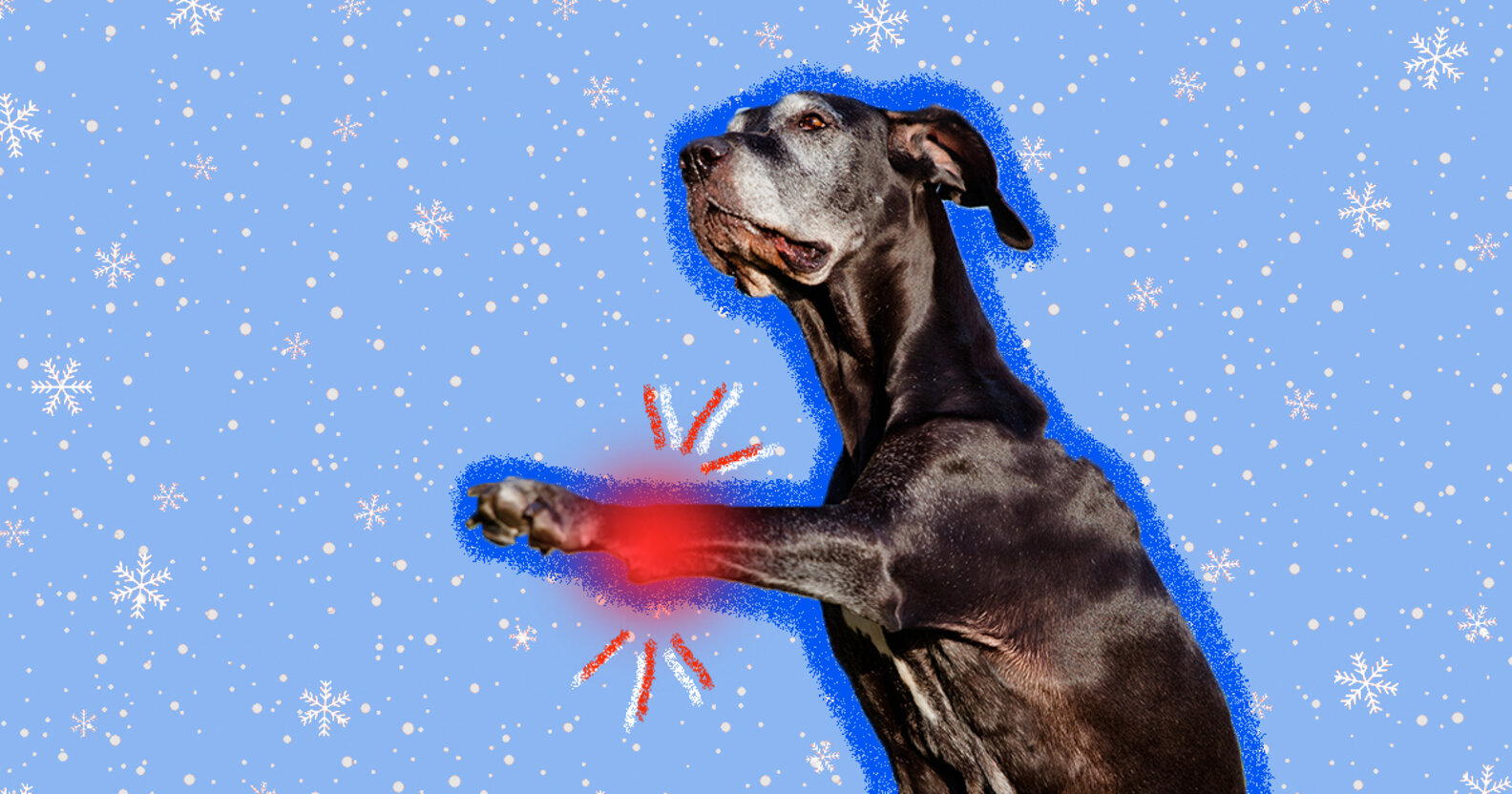 Cold Weather And Your Dog's Arthritis DodoWell The Dodo